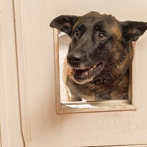 Bilder Growl - Er riecht deine Angst