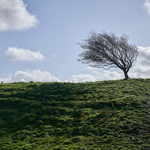 Bilder Der Duft von wildem Thymian