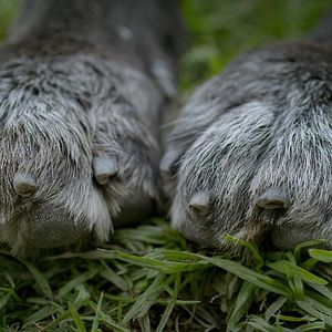 Bilder Los Reyes - Königliche Streuner