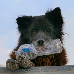 Bilder Los Reyes - Königliche Streuner