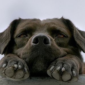 Bilder Los Reyes - Königliche Streuner