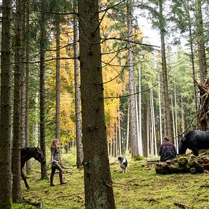 Bilder Reiterhof Wildenstein - Sprung ins Leben