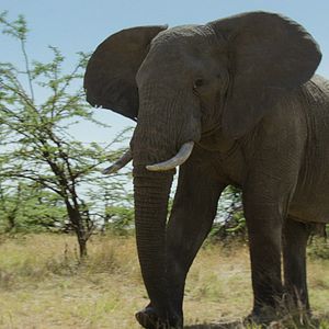 Bilder Breaking Boundaries: Die Wissenschaft hinter "Unser Planet"