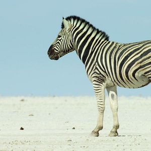 Bilder Breaking Boundaries: Die Wissenschaft hinter "Unser Planet"