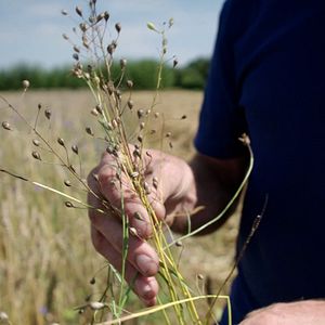 Bilder Wurzeln des Überlebens