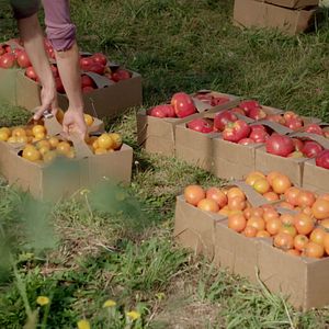 Bilder Wurzeln des Überlebens