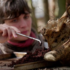 Bilder Wurzeln des Überlebens