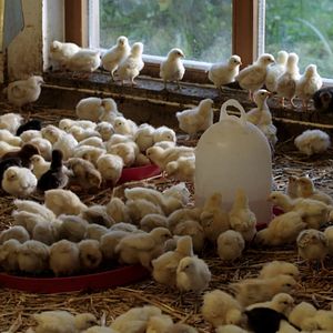 Bilder Wurzeln des Überlebens