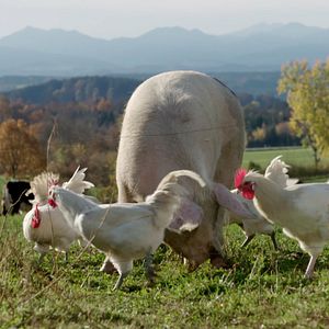 Bilder Wurzeln des Überlebens