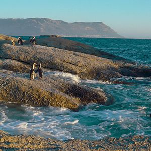 Bilder Stadt der Pinguine