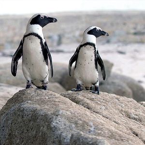 Bilder Stadt der Pinguine