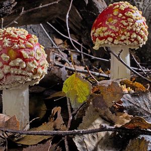 Bilder Fantastische Pilze - Die magische Welt zu unseren Füßen