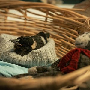 Bilder Beflügelt – Ein Vogel namens Penguin Bloom