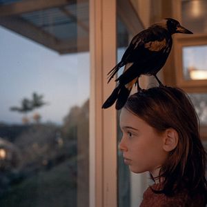 Bilder Beflügelt – Ein Vogel namens Penguin Bloom