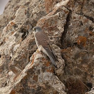 Bilder Der Schneeleopard