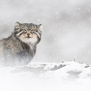 Bilder Der Schneeleopard