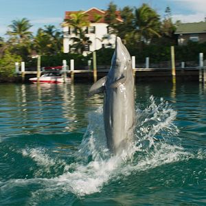 Bilder Die Insel der Delfine