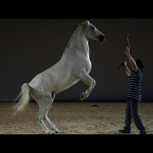 Bilder Ein Pferd namens Gazelle