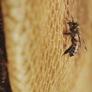 Bilder Tagebuch einer Biene