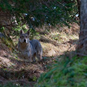 Bilder Du gegen die Wildnis: Abgestürzt