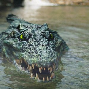 Bilder Crocodile Island