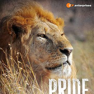 Bilder Pride - Ruler's at Risk