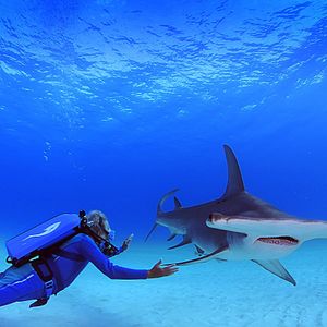 Bilder Wonders Of The Sea