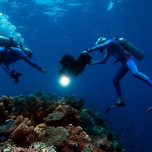 Bilder Wonders Of The Sea