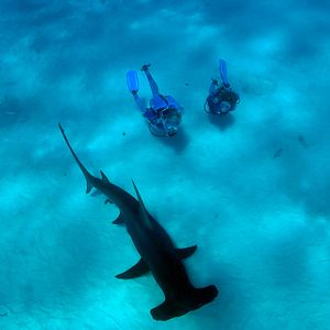 Bilder Wonders Of The Sea