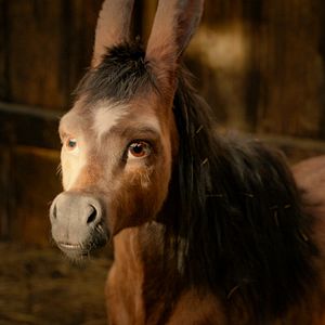 Bilder The Magic Roads - Auf magischen Wegen