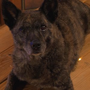 Bilder A Santa Story - Ein tierisches Weihnachten