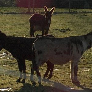 Bilder Au Prochain Printemps