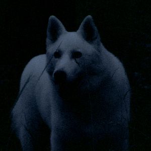 Bilder The Great Movement