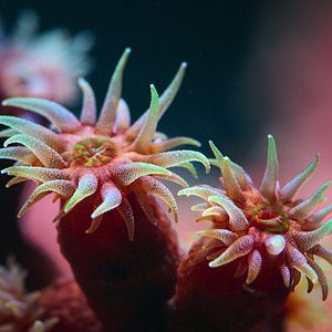 Bilder Puffs Reich: Wunder des Riffs