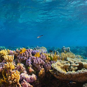 Bilder Puffs Reich: Wunder des Riffs