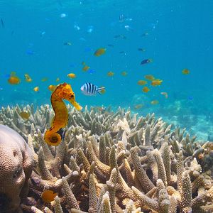 Bilder Puffs Reich: Wunder des Riffs