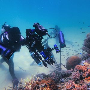 Bilder Puffs Reich: Wunder des Riffs