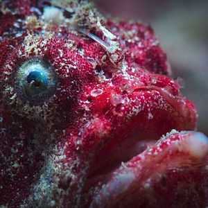 Bilder Puffs Reich: Wunder des Riffs