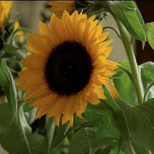 Bilder Exhibition On Screen: Sonnenblumen