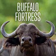 Bilder Rivalen: Löwen vs. Büffel