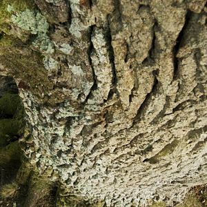 Bilder Die Eiche – Mein Zuhause