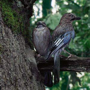 Bilder Die Eiche – Mein Zuhause