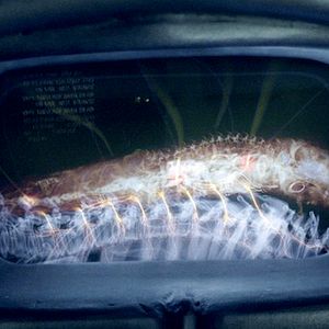 Bilder Falling Skies