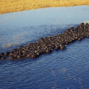 Bilder African Safari 3D