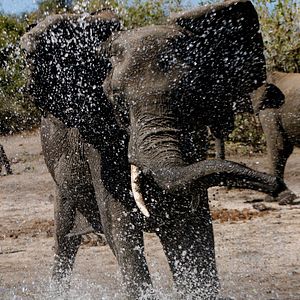 Bilder African Safari 3D