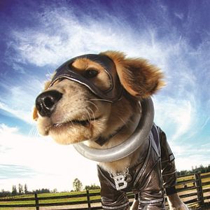 Bilder Super Buddies