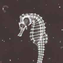 Bilder Les Pigeons du square