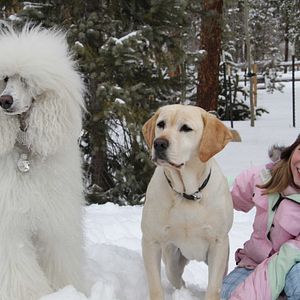 Bilder Ein Hund rettet die Weihnachtsferien