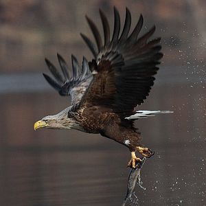 Bilder Deutschlands wilde Vögel