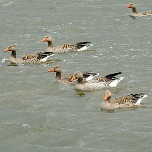 Bilder Deutschlands wilde Vögel